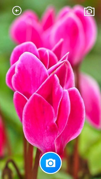 迎春花助手截图